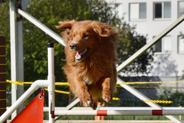 Agility_15