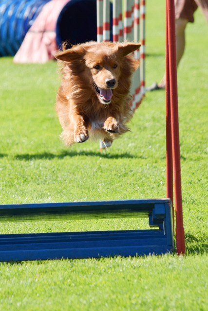 Agility_16